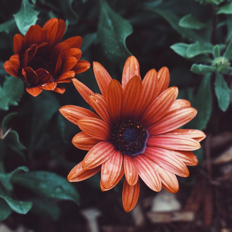 belle plante à fleurs rouges dans le jardin au printemps photo