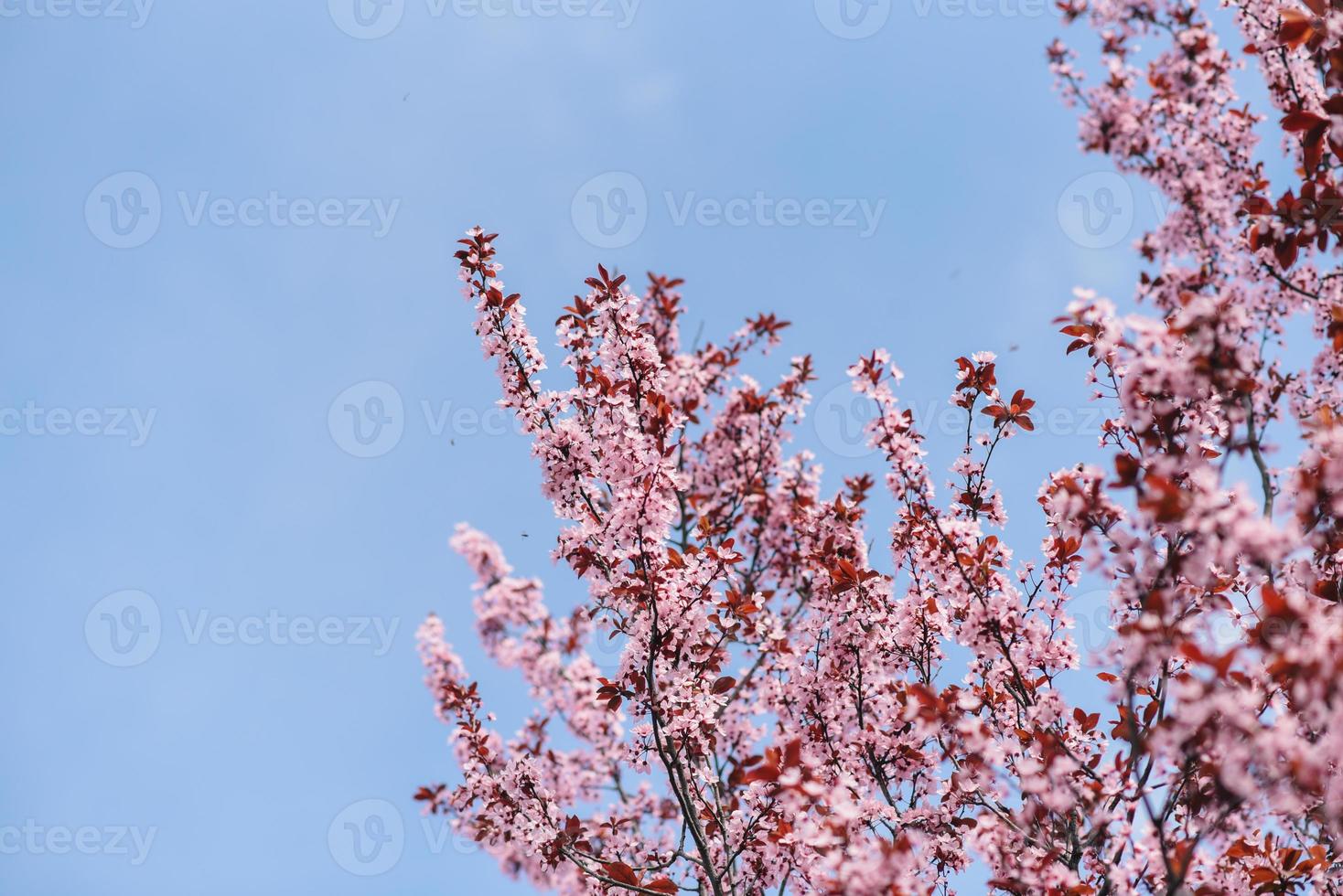 une arbre avec rose fleurs dans le printemps photo