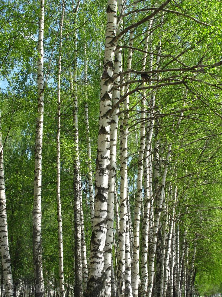 magnifique printemps bouleau des arbres photo