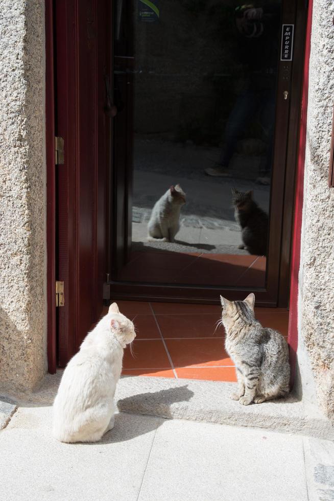 deux chats asseoir sur une maison entrée. photo