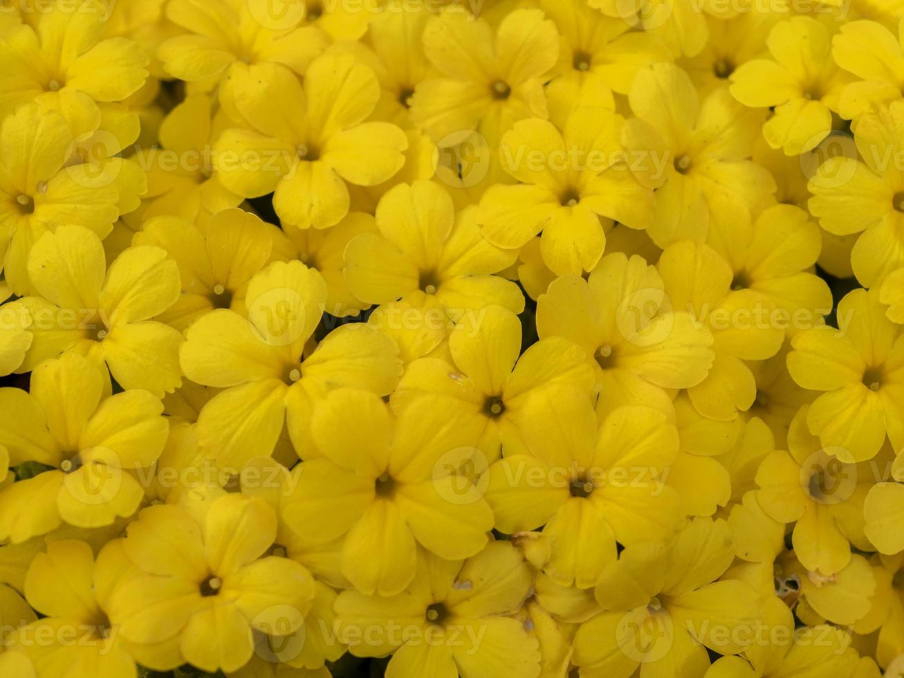 gros plan de petites fleurs jaunes photo