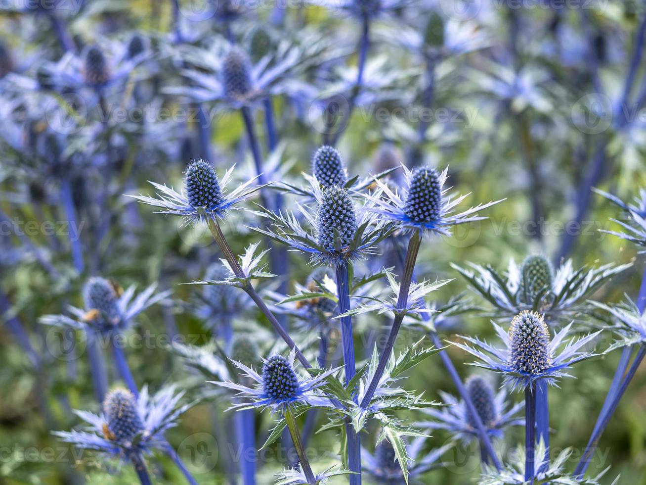 fleurs de houx de mer photo