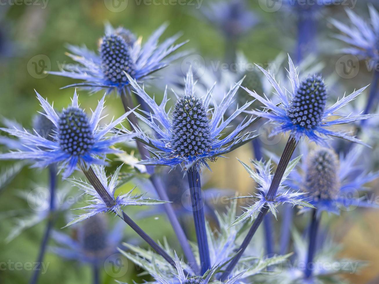 fleurs de houx de mer bleu photo