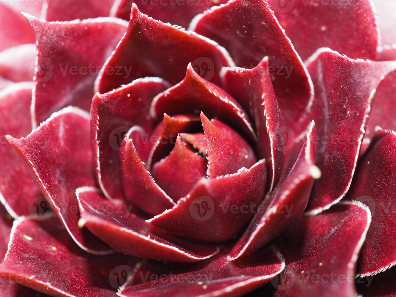 plante succulente rouge photo