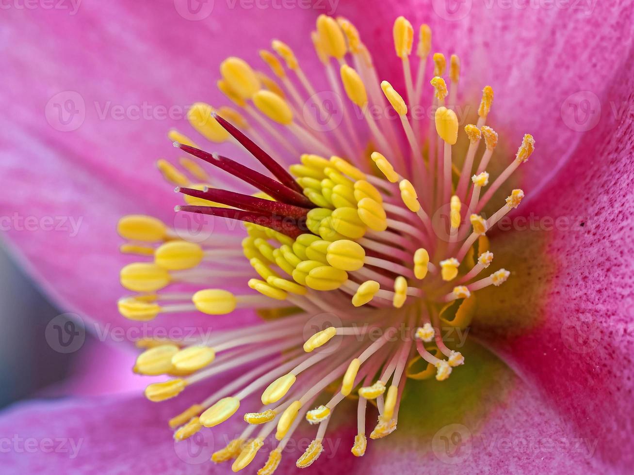 fleur d'hellébore rose photo