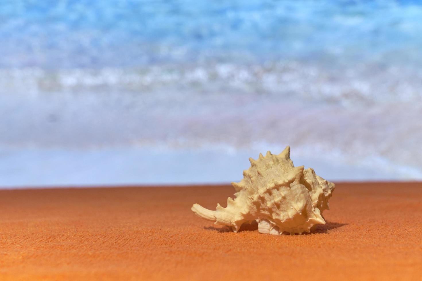 une coquille au soleil avec une mer floue sur le fond. photo