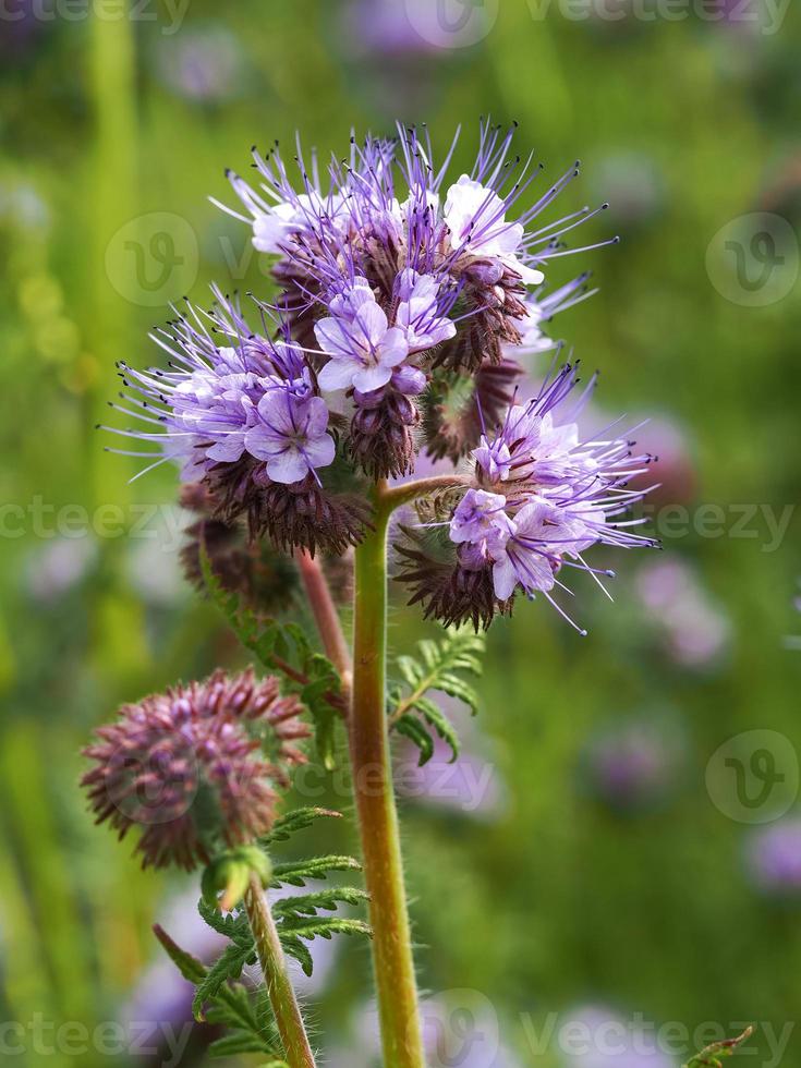 Fleurs de phacélie en dentelle violette dans un jardin photo