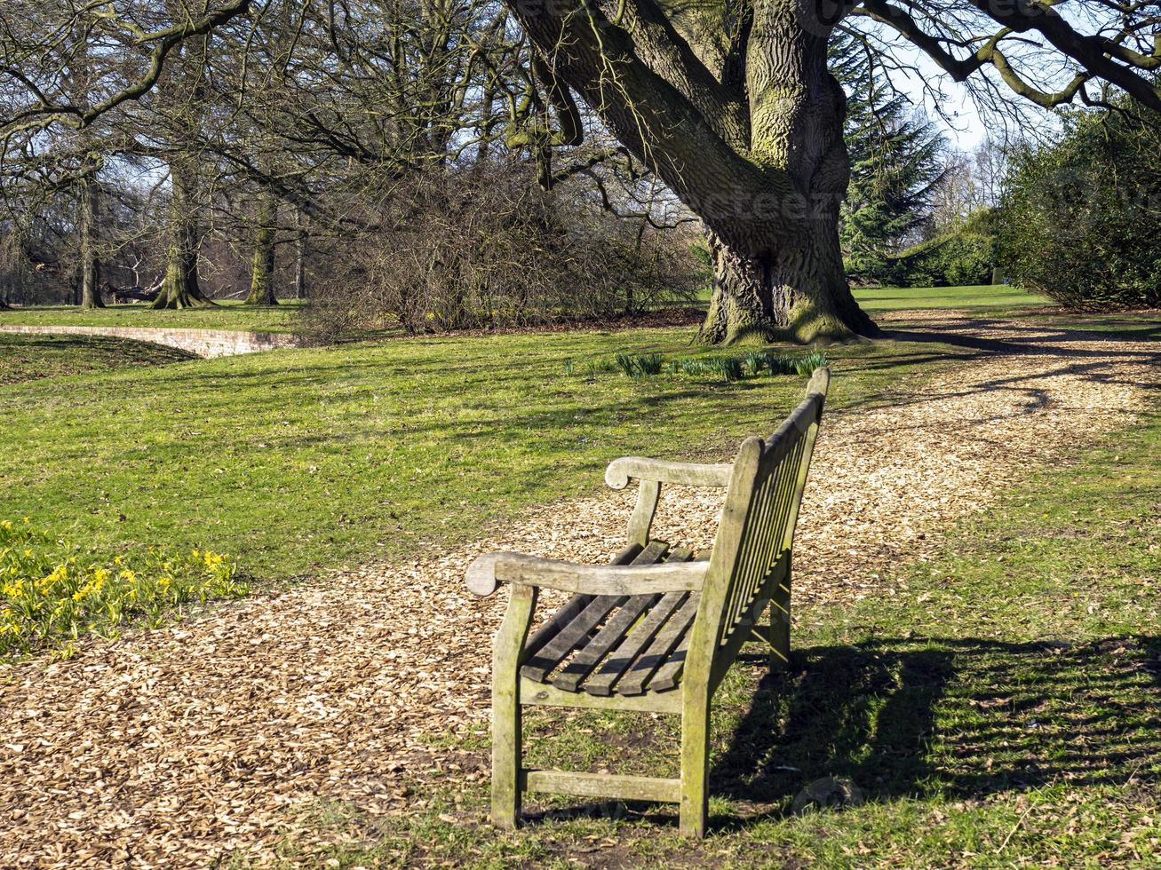 banc en bois et arbre dans un parc photo