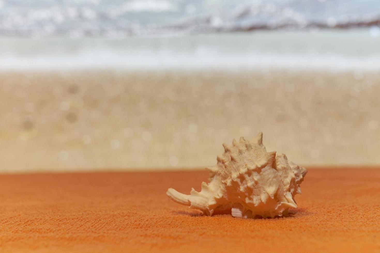 une coquille au soleil avec une mer floue sur le fond. photo