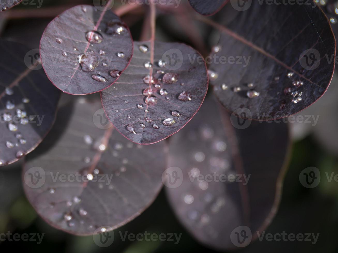 feuilles violettes avec des gouttelettes d'eau après une averse photo