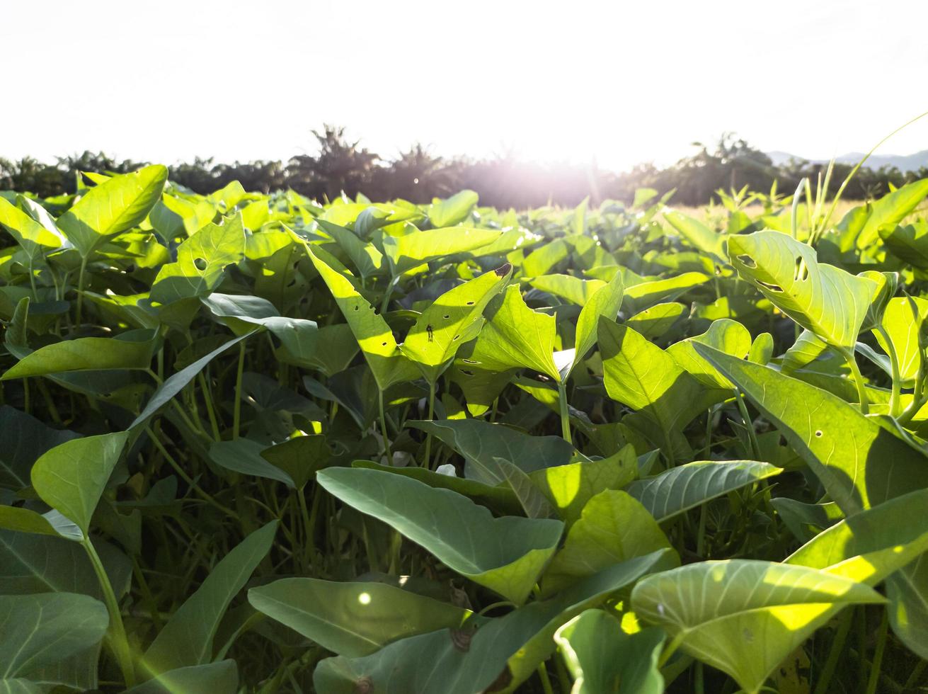 Kangkung légume les plantes dans le jardin avec lumière du soleil photo