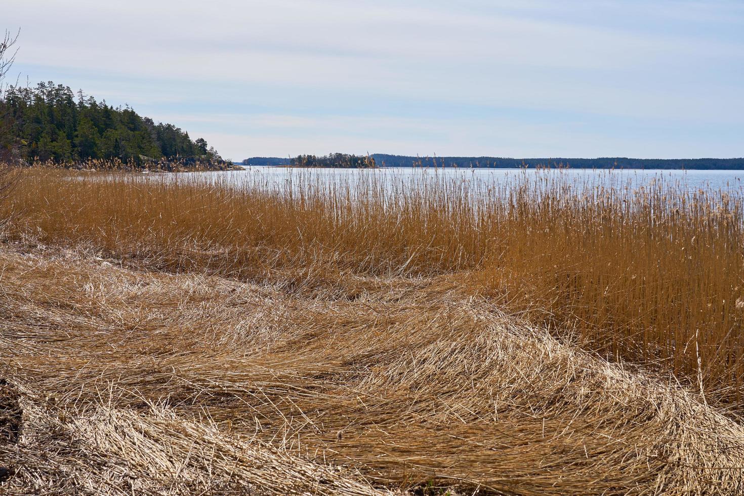 plantes sèches sur la côte de la mer Baltique en Finlande au printemps. photo
