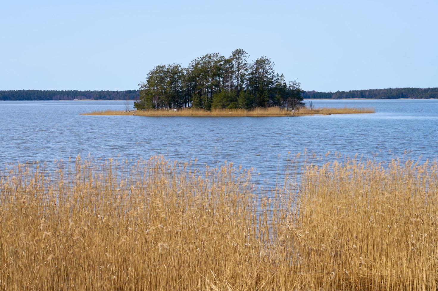 plantes sèches sur la côte de la mer Baltique en Finlande au printemps. photo