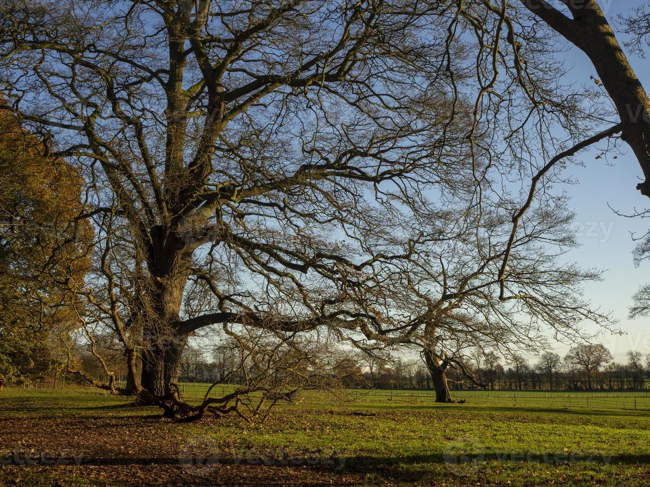 arbre d'hiver avec de l'herbe verte photo