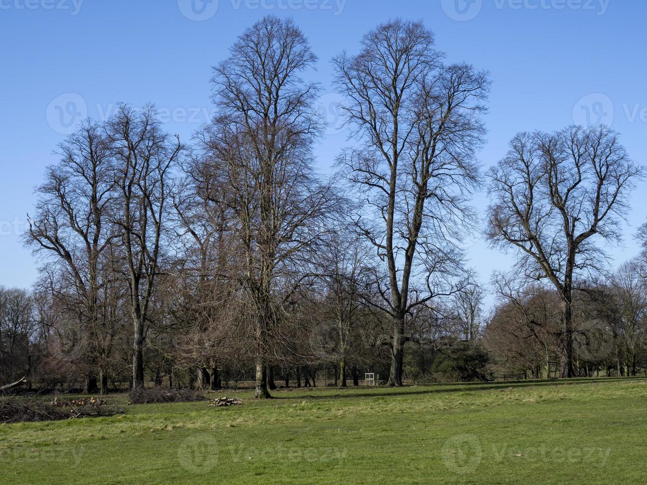 arbres d'hiver nus avec de l'herbe verte photo