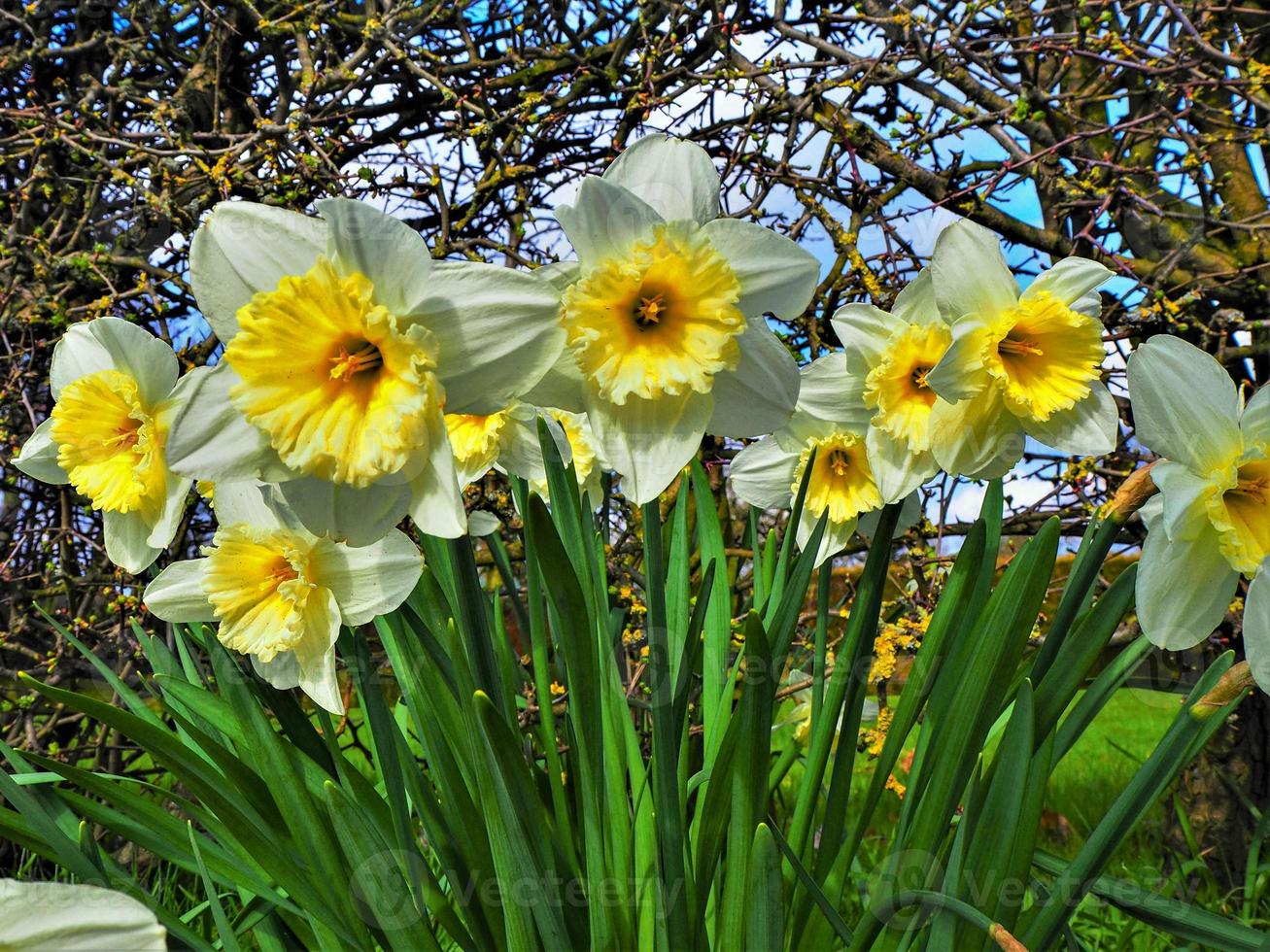 gros plan, de, a, groupe jonquilles photo