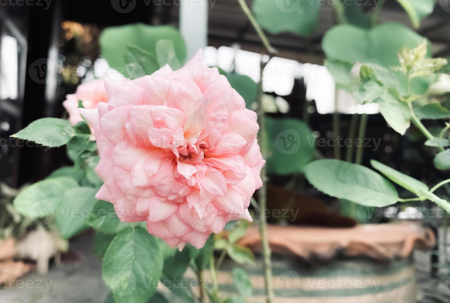 rose Rose fleur sur jardin, isolé rose Rose fleur, rose Rose fleur pour l'amour romance, fait du vous ressentir frais, brillant, et se sent bien. utilisation il à faire parfum ou beauté entreprise. ou une Date à propos l'amour photo