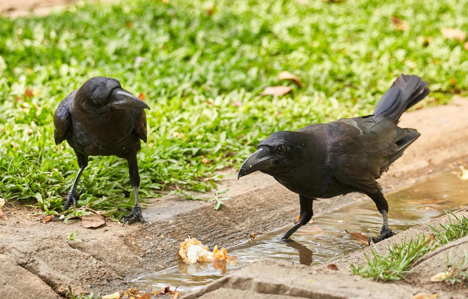 deux corbeaux à la recherche pour nourriture dans le jardin sur herbe Contexte photo