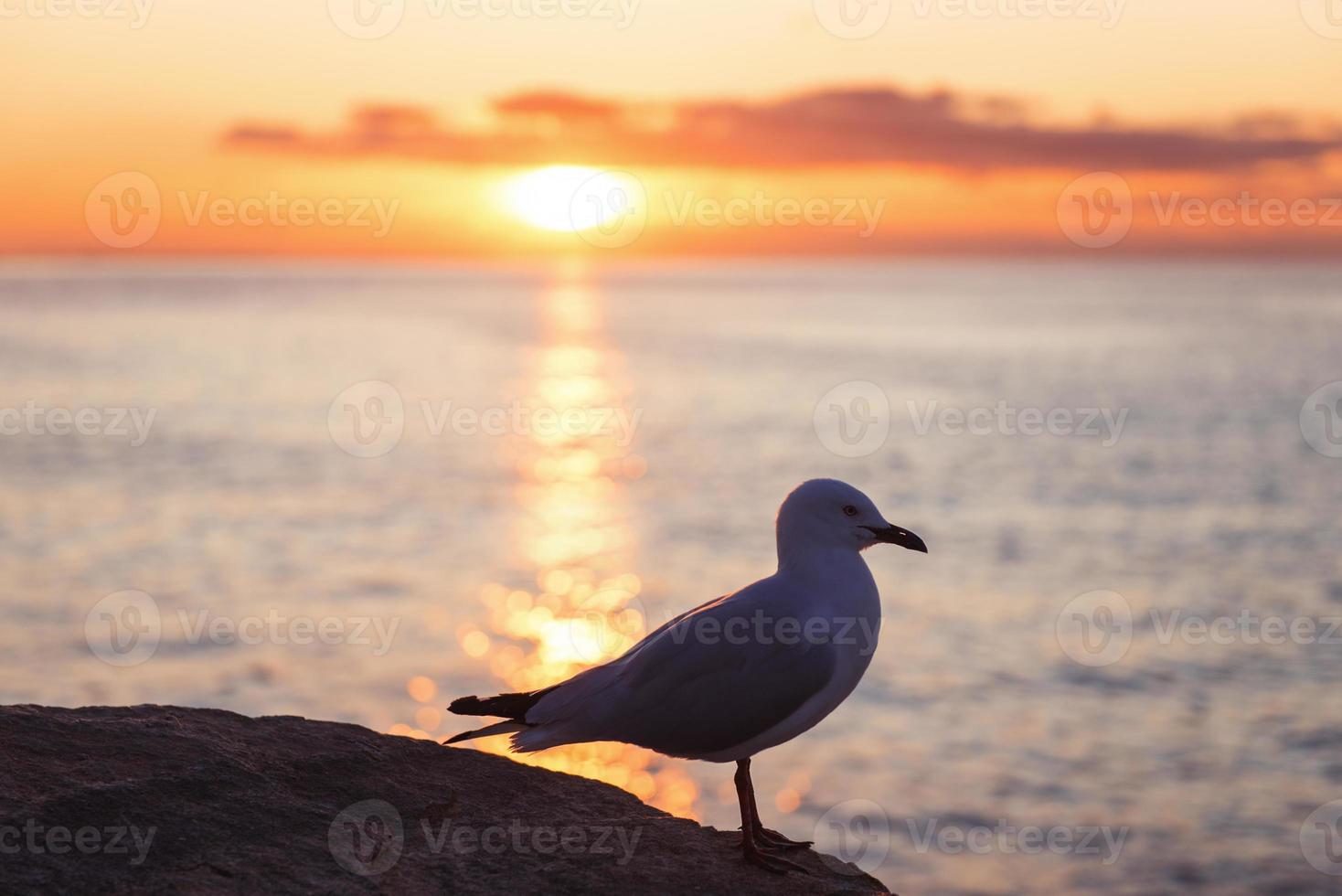 mouette à côte photo