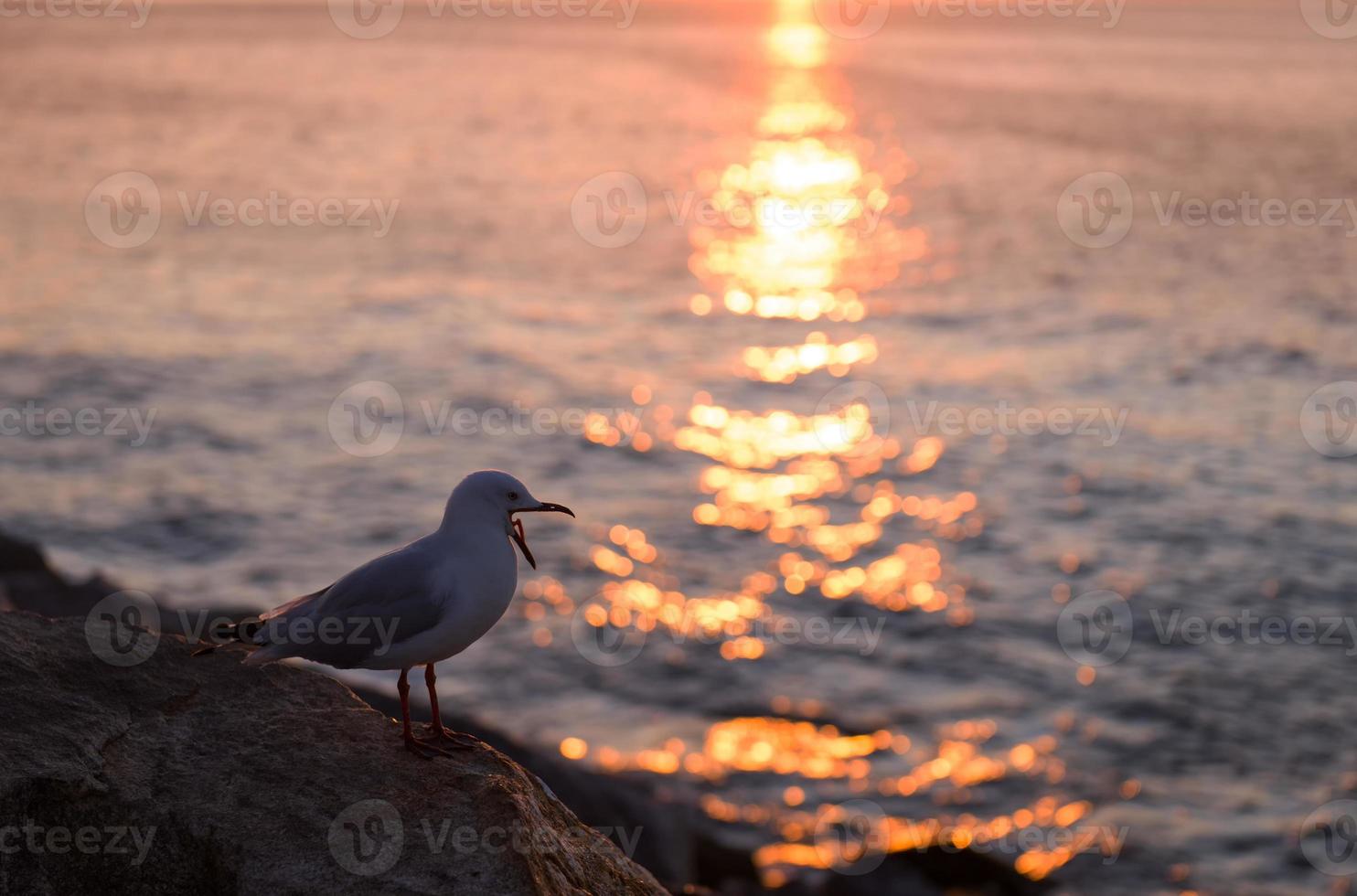 mouette à côte photo