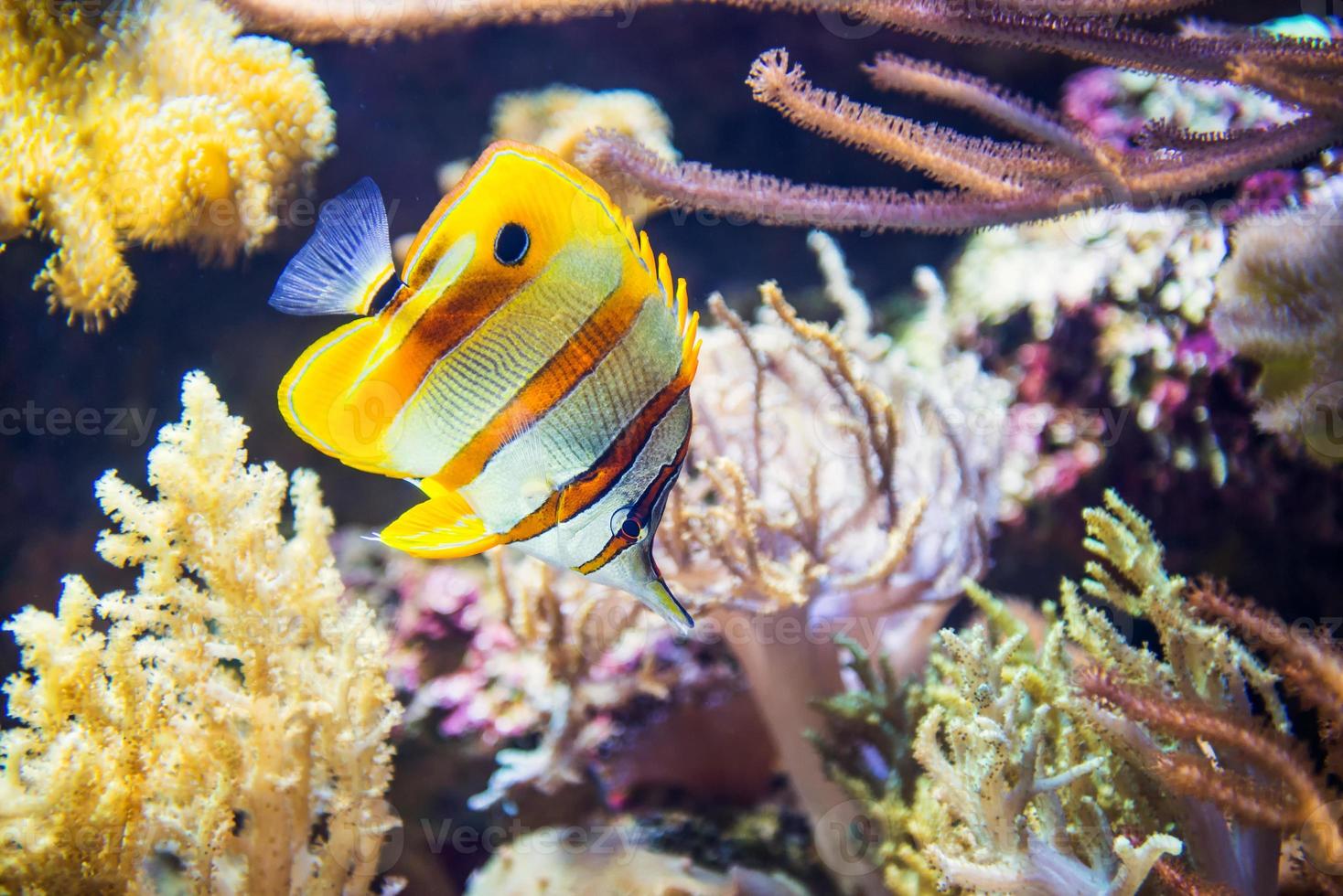 papillon poisson sous-marin photo