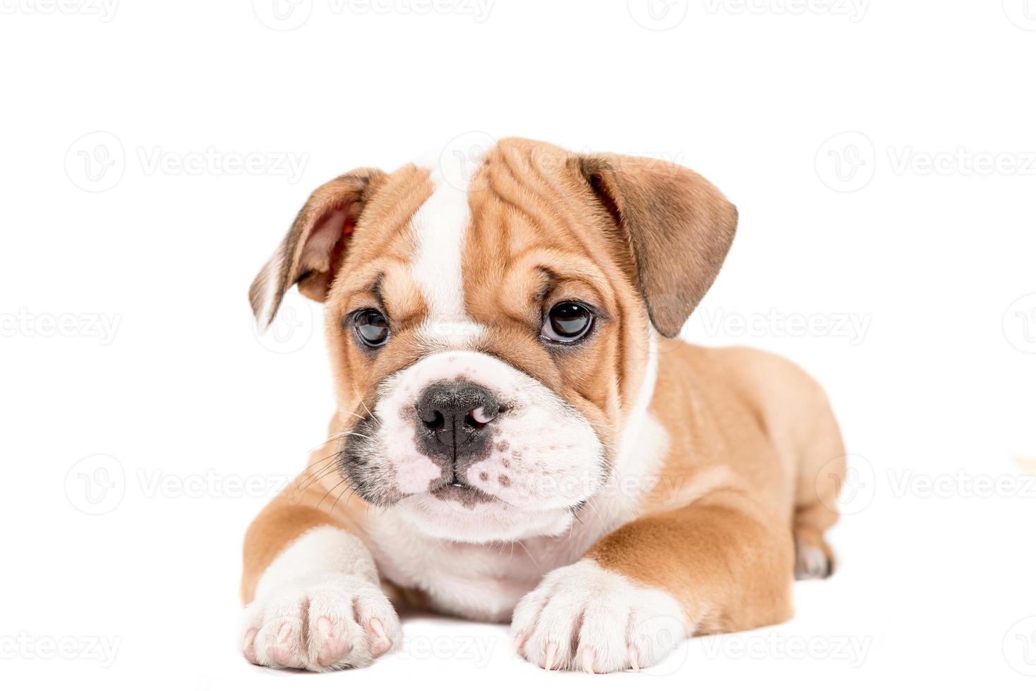 mignonne chiot de Anglais bouledogue photo