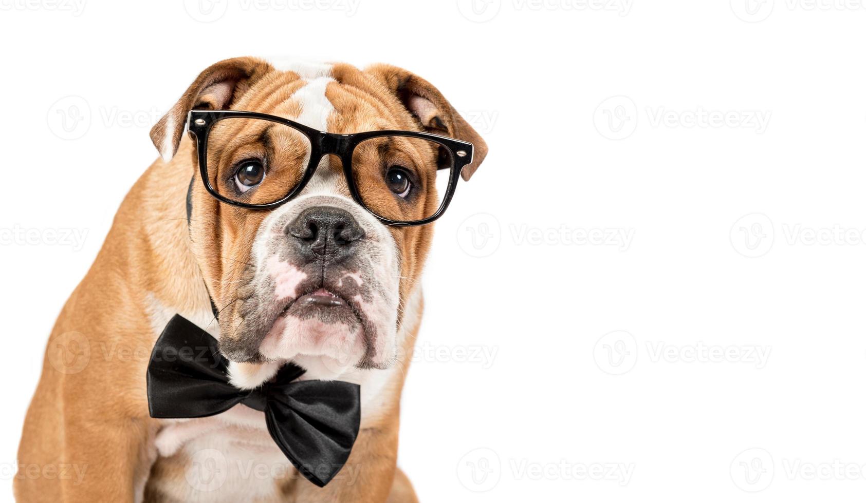 intelligent Anglais bouledogue photo