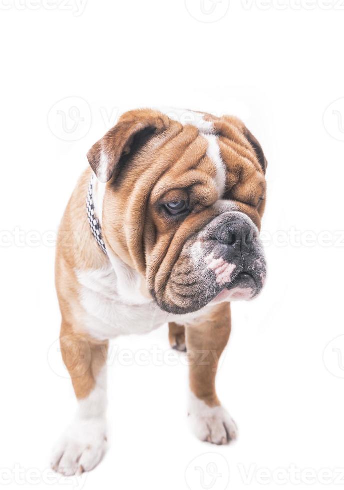 Anglais bouledogue Masculin photo