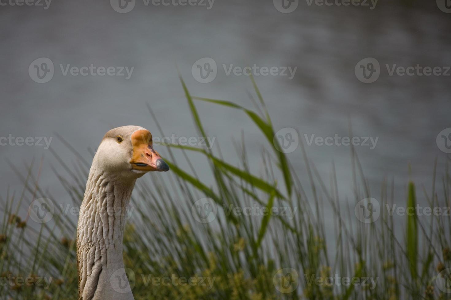 portrait de une OIE sur le des eaux bord photo