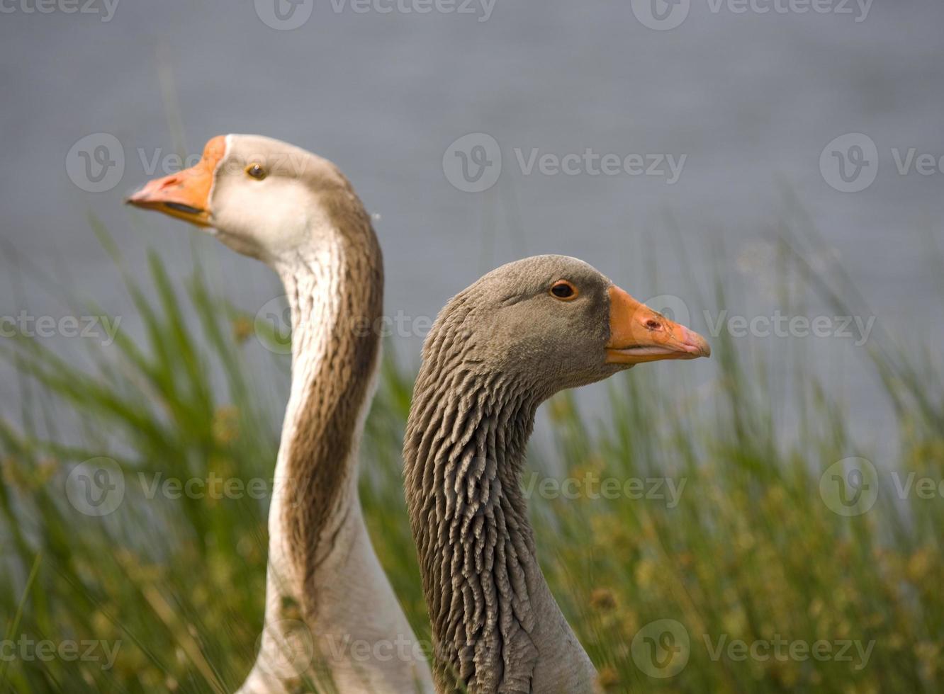 portrait de une OIE sur le des eaux bord photo