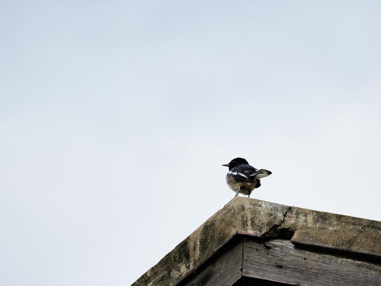 une noir oiseau Oriental pie Robin sur le toit avec ciel Contexte avec copie espace photo