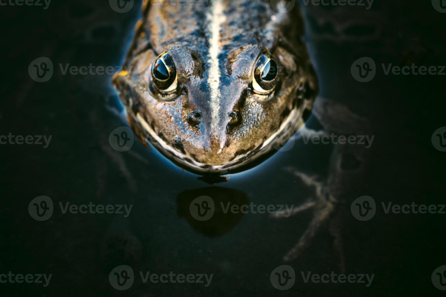 tête de grenouille photo