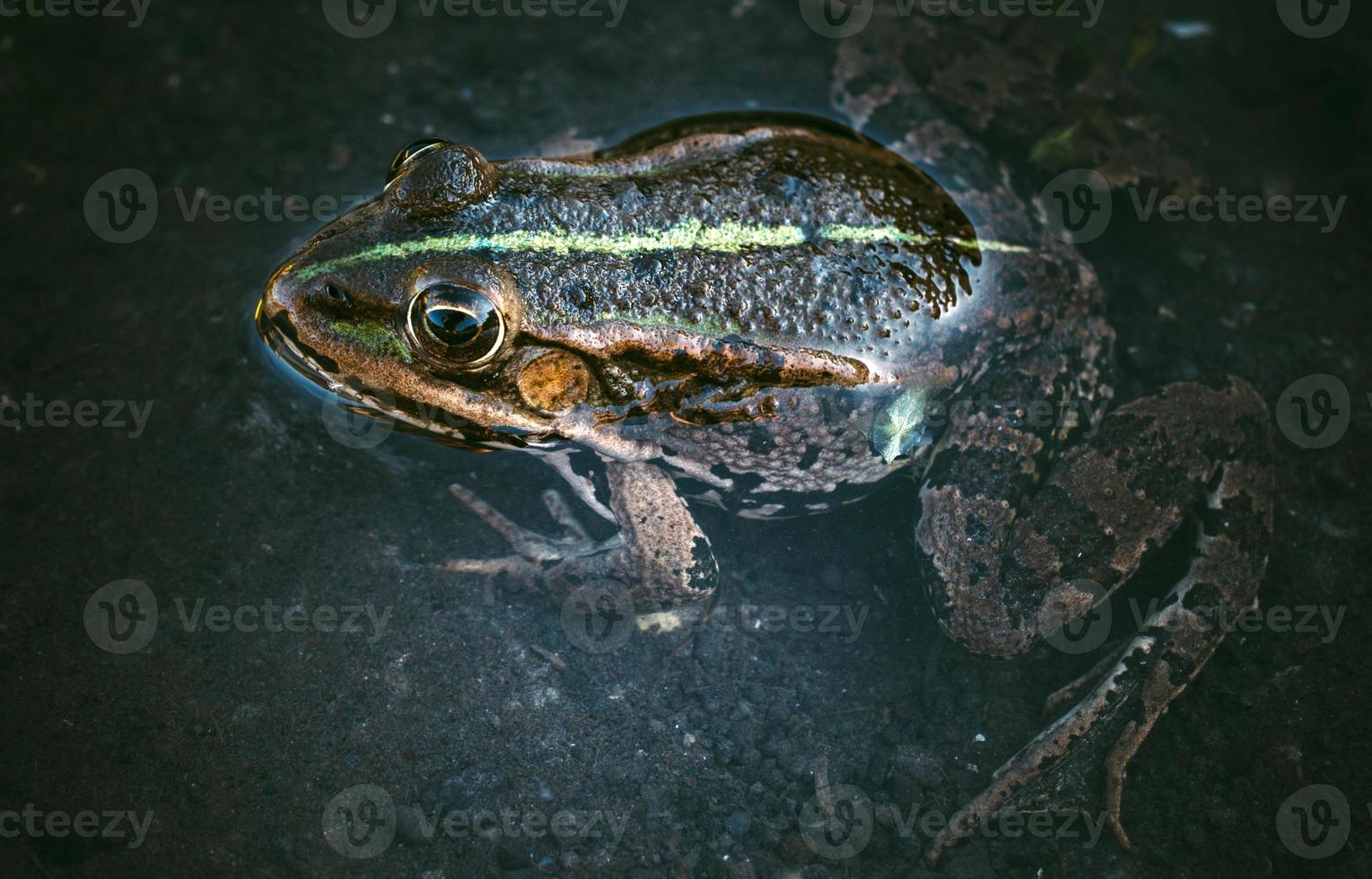 grenouille dans l'eau photo