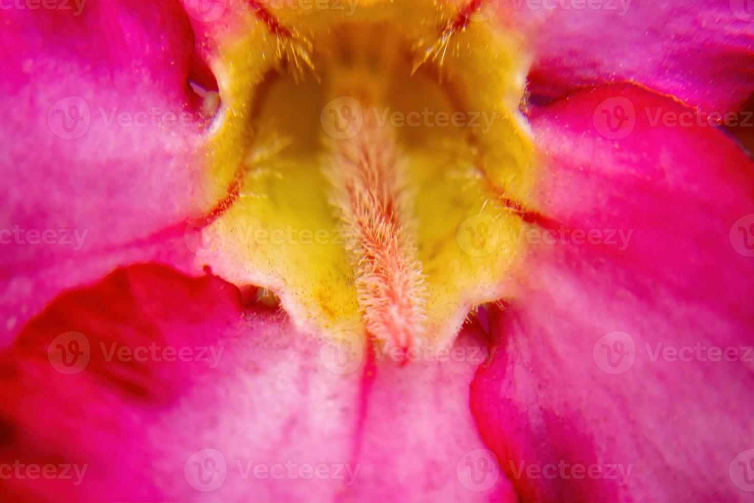 Contexte macro photo de rouge fleur de adénium obesum
