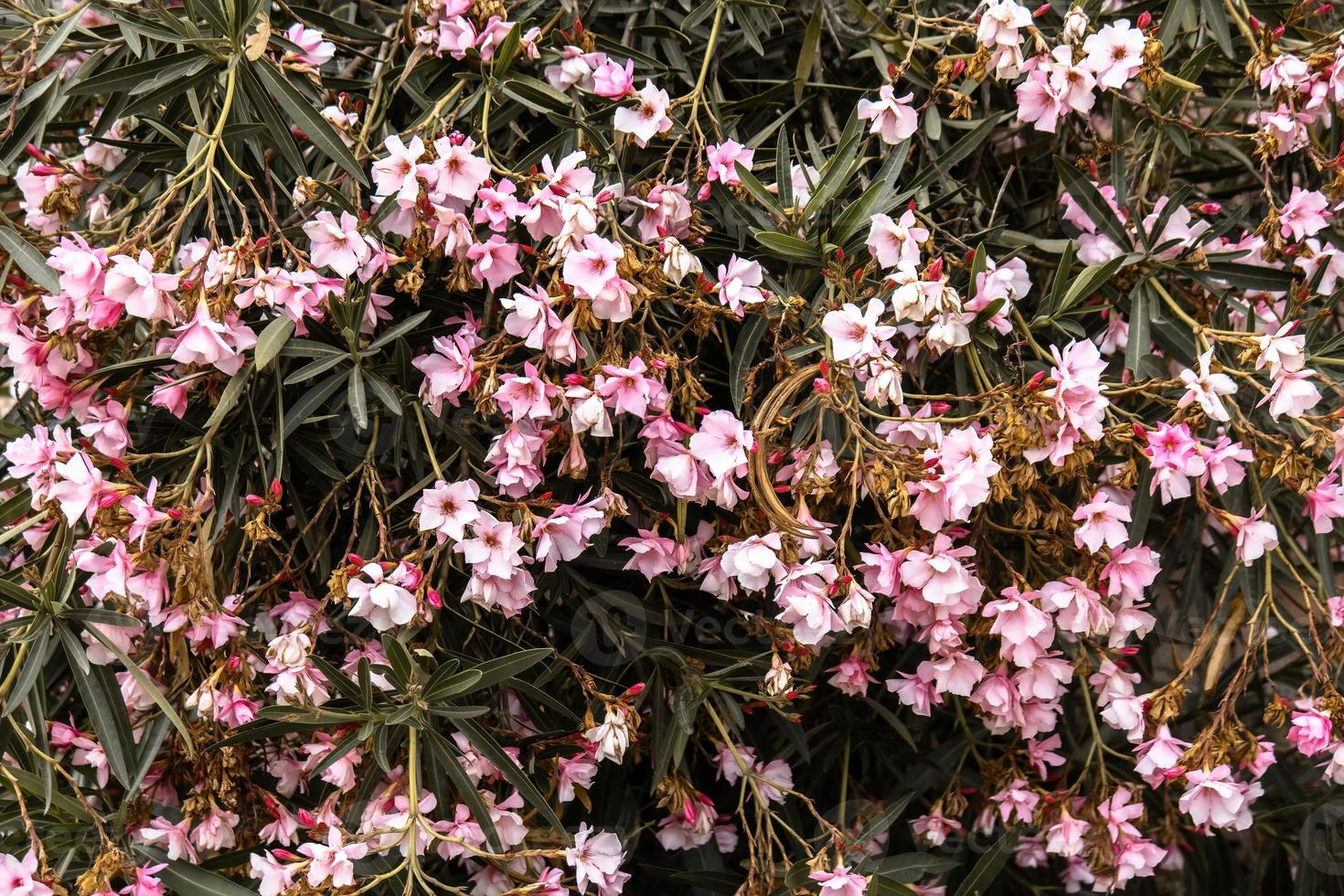 bouquet de petit rose laurier fleurs pour Contexte texture photo