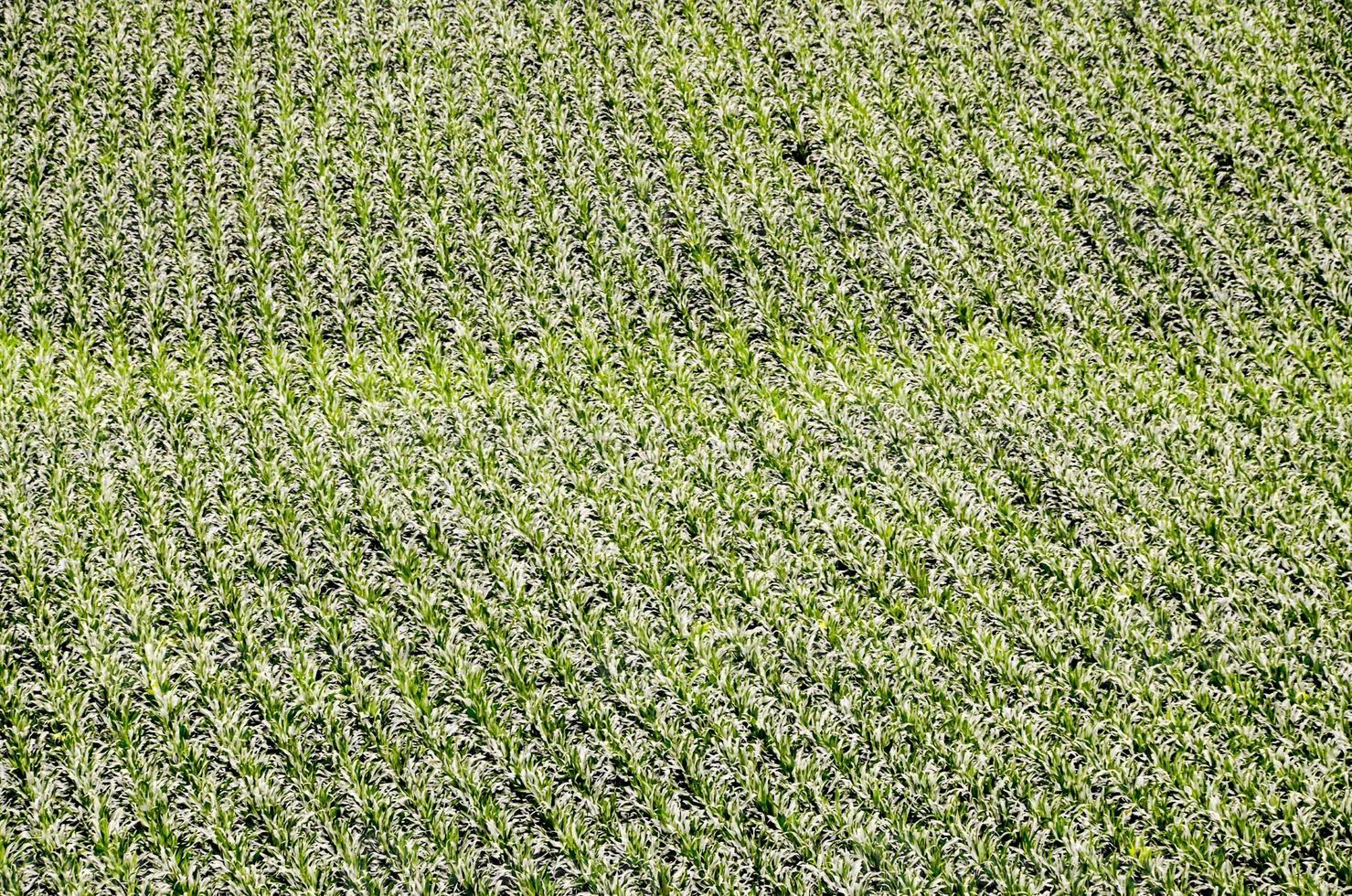 une banane plantation photo