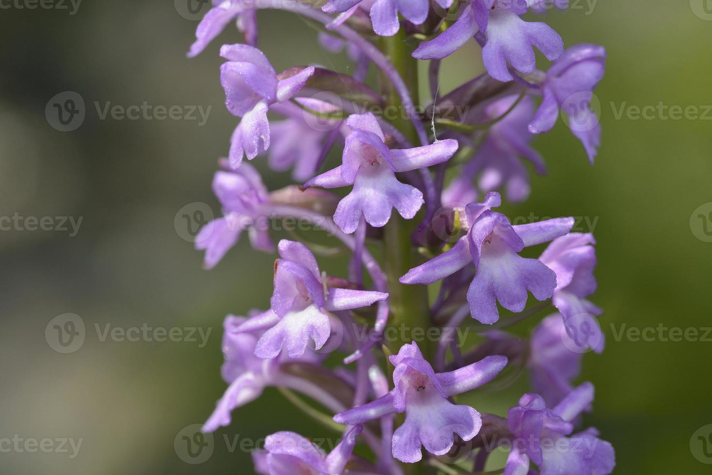 Gymnadenia conopsea, communément appelée orchidée parfumée ou orchidée parfumée des marais, Grèce photo