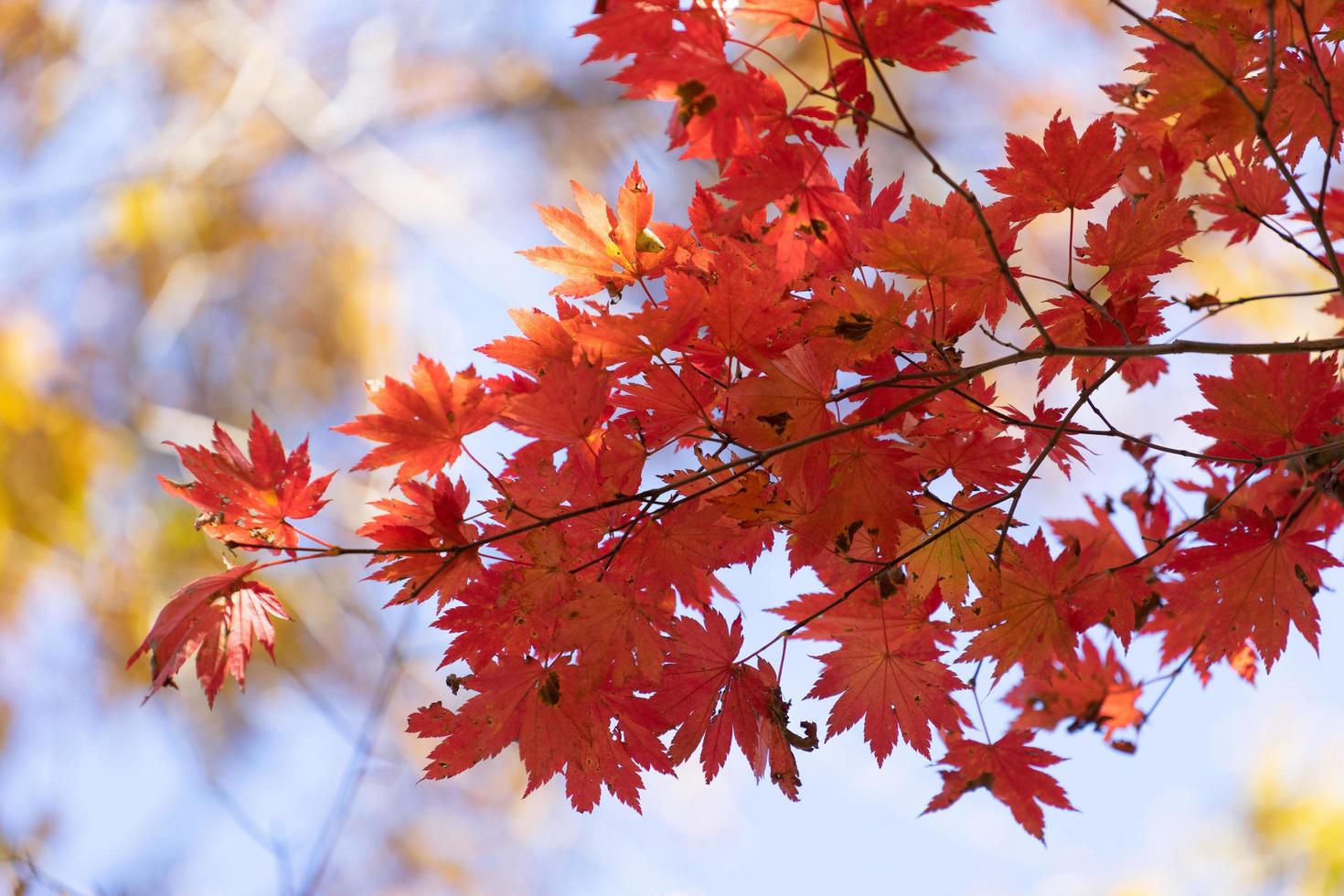feuilles d'érable rouge sur une branche photo