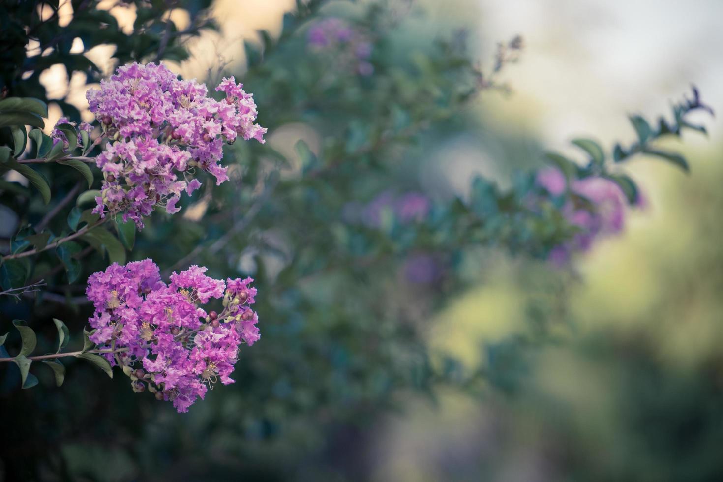 Lilas avec un fond vert flou à Lankaran, Azerbaïdjan photo