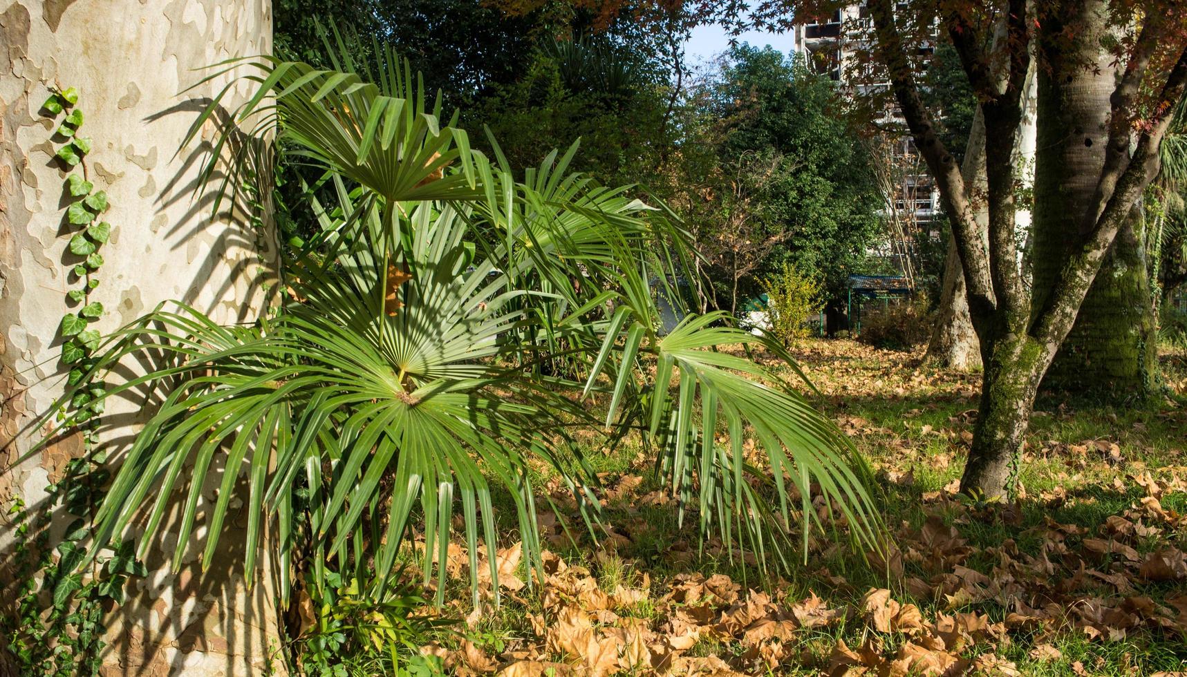feuilles de palmier à côté des arbres et d'un mur de béton photo