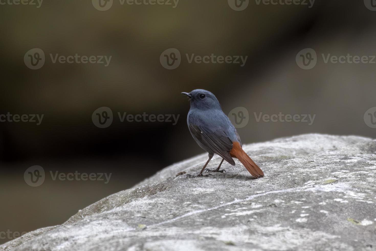 plombé l'eau rouge-queue ou Phoenicurus fuliginosus vu dans rongtong dans Inde photo