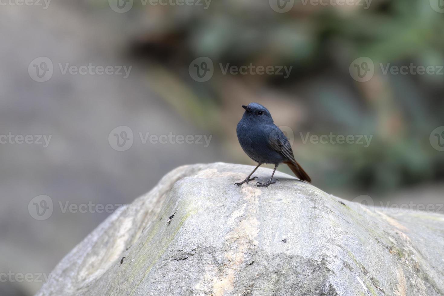 plombé l'eau rouge-queue ou Phoenicurus fuliginosus vu dans rongtong dans Inde photo