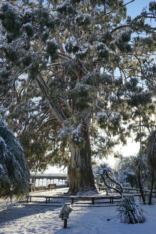 Arbre d'eucalyptus enneigé dans un parc photo
