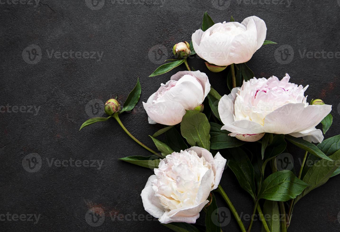 Fleurs de pivoine sur fond de béton noir photo