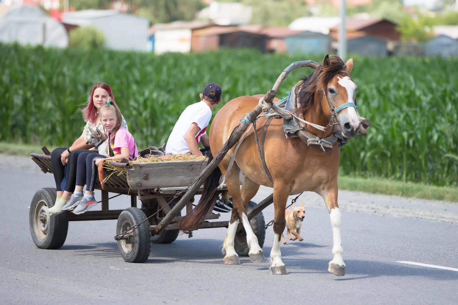une cheval avec une Chariot est porter gens le long de un asphalte route. photo