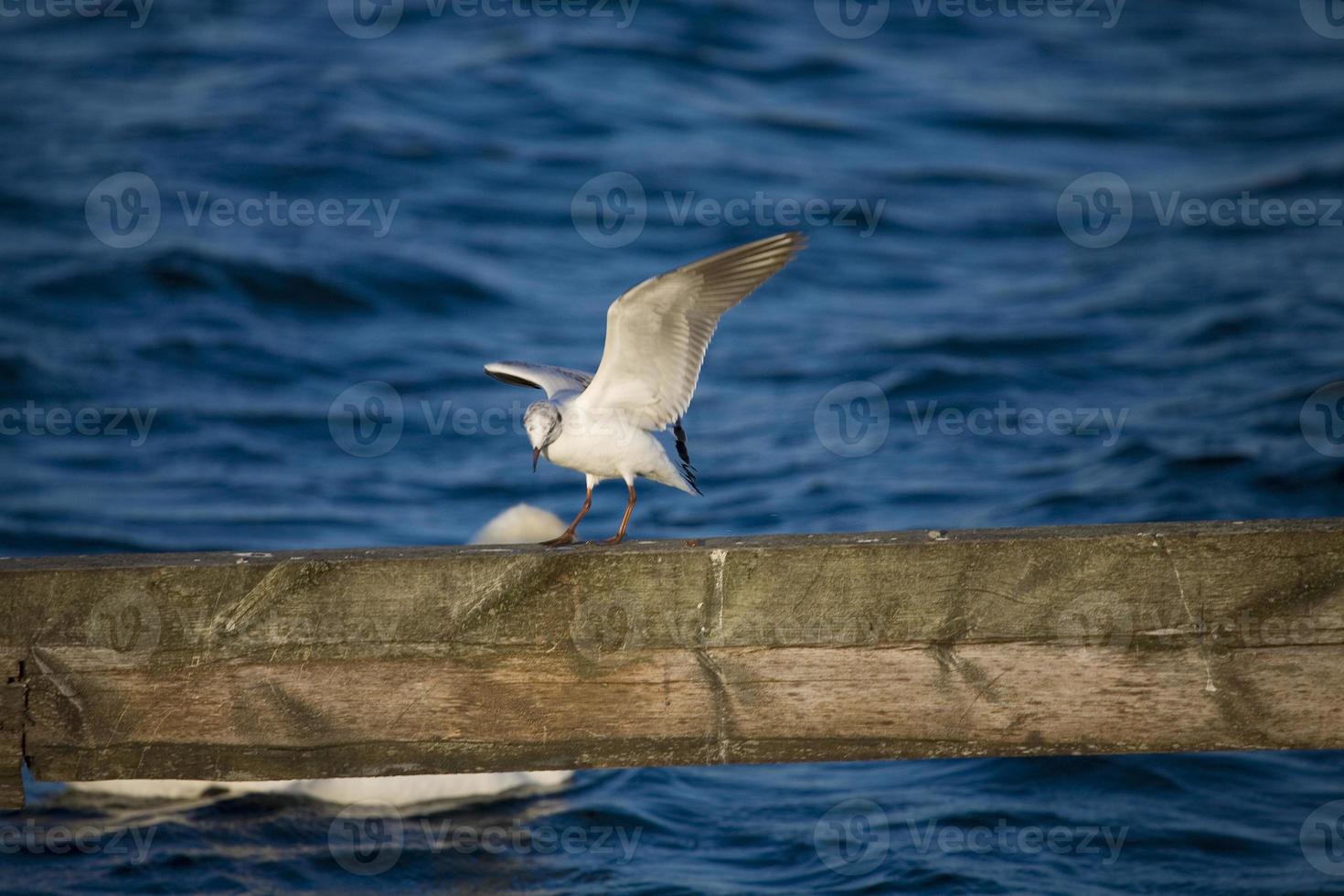 mouette oiseau blanc photo