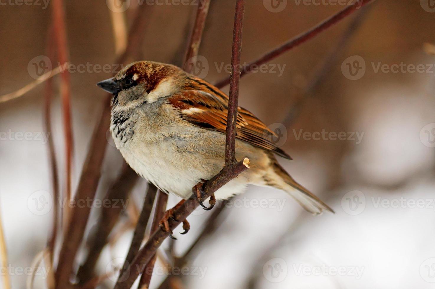 moineau séance sur une branche de une sans hiver porte photo