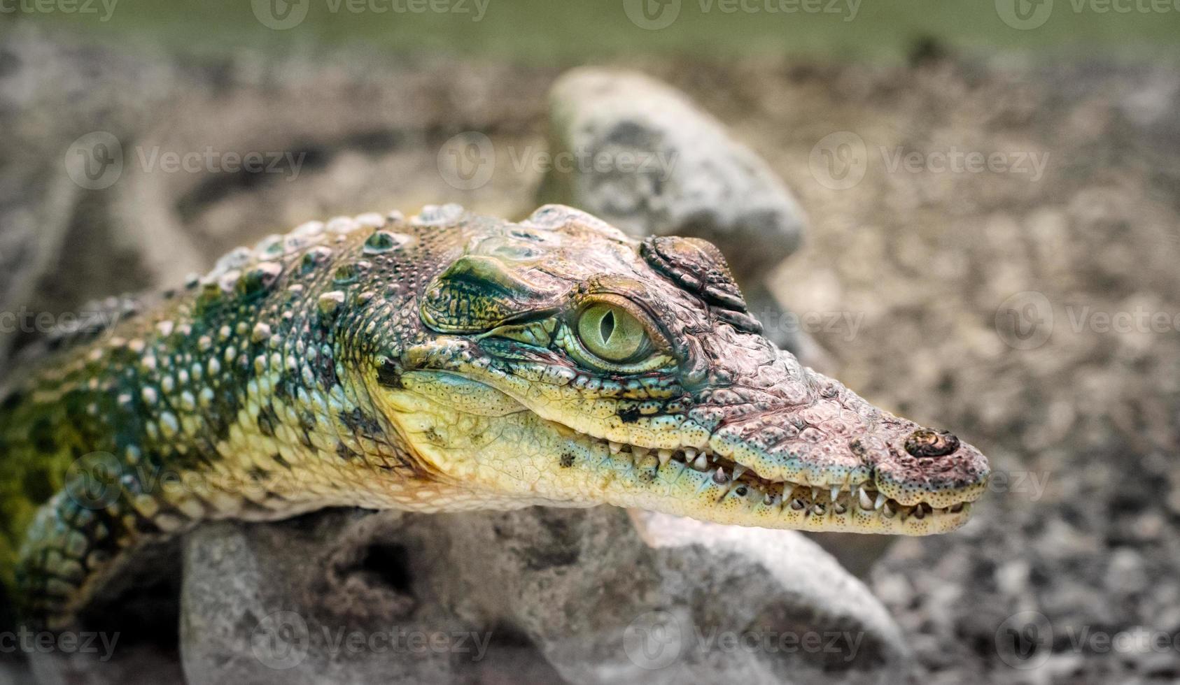 Tête de crocodile avec bouche à pleines dents et yeux jaunes se bouchent photo