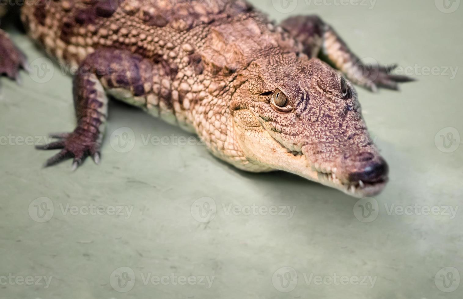 Tête de crocodile avec bouche à pleines dents et yeux jaunes se bouchent photo