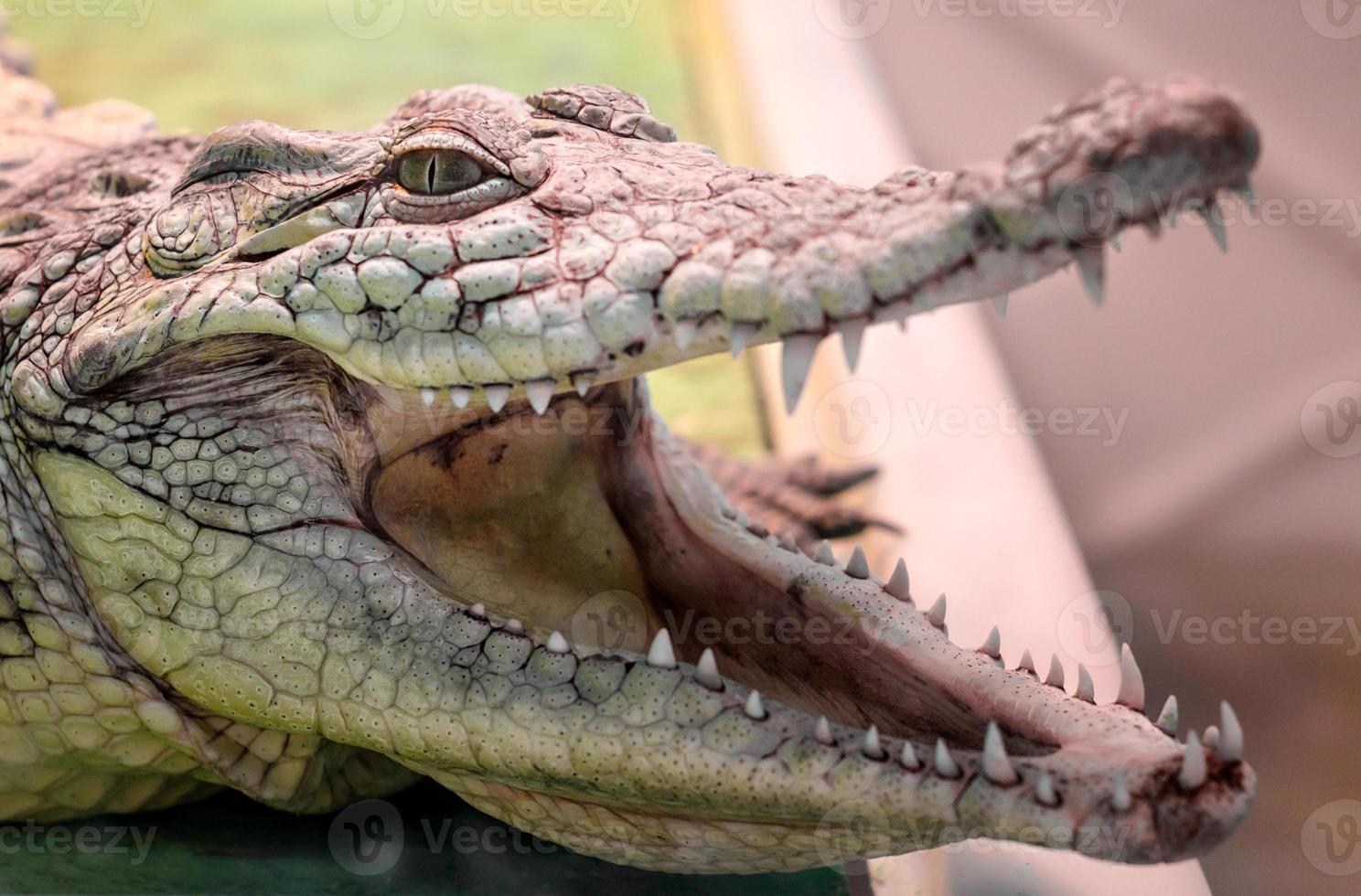 Tête de crocodile avec bouche à pleines dents et yeux jaunes se bouchent photo